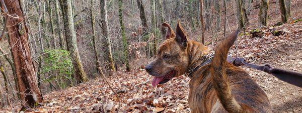 Papas K9 Walking & More