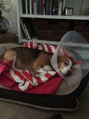 Fenton Veterinary Clinic LLC