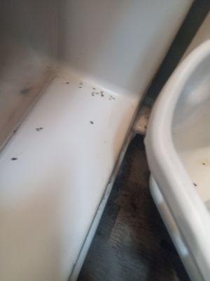 Terrible place to live. There's a major roach infestation in that property. I had to break my lease for health reasons.