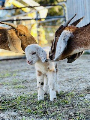 Our farm is bustling with new life! Welcome baby Aspen! Born January 18, 2021