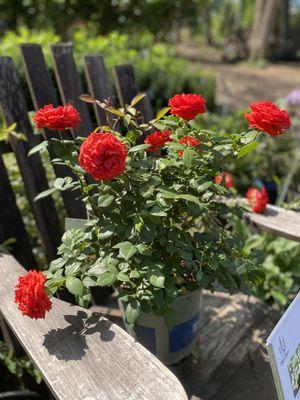 Michigan Timber Shack