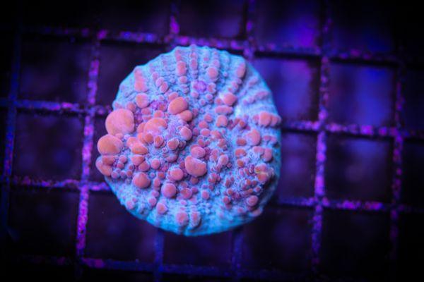 Blue Earth Corals & Aquariums