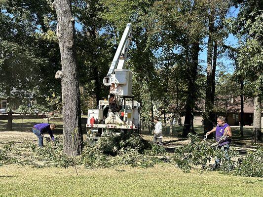 Tree removal and cleanup