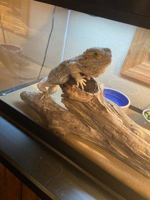 Love our dragon. She's happy and healthy thanks to their help.