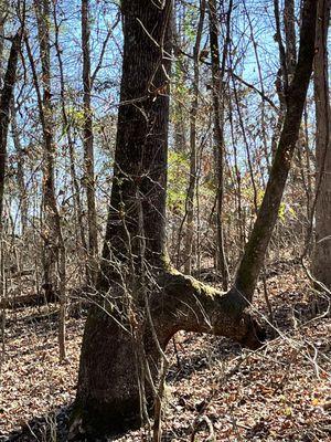 Natural or native marking pointing to lake.
