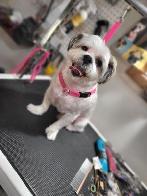 Torres Transfurmations Grooming