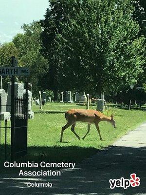 Columbia Cemetery