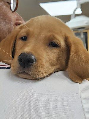 Olive Tree Animal Hospital