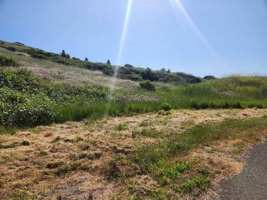 Open area with nice flowers