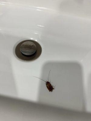 roach in the bathroom