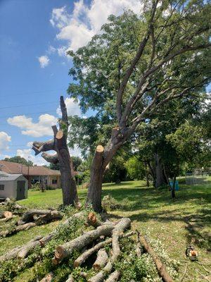 Tarzans Lumberjack Service