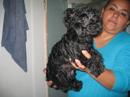 Happy Tails Grooming VIP