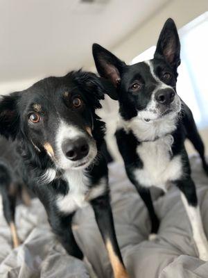 Park Animal Hospital