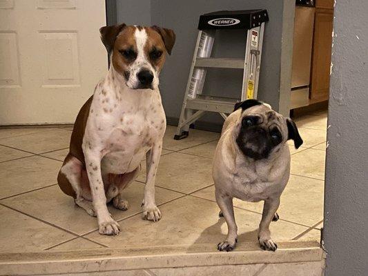 Jerome Kumbalek - Pet Massage Therapist