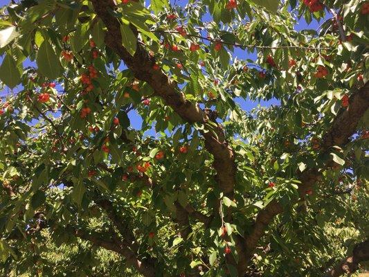 Cherry Hill Orchard And Market