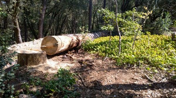 Anthony's Tree Service