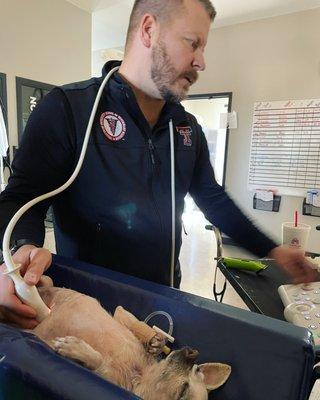 West Texas Veterinary Specialists