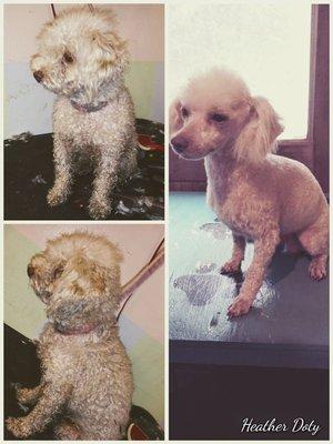 Johnny's Pet Grooming