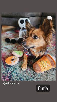 Being able to take this CUTE holiday photo with him staying still and not tearing up toys is a HUGE testament to Veronica and her training.