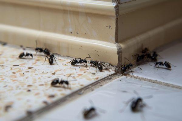 The Wixom Pest Control Gurus