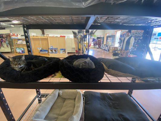 Horse Sense Tack & Feed