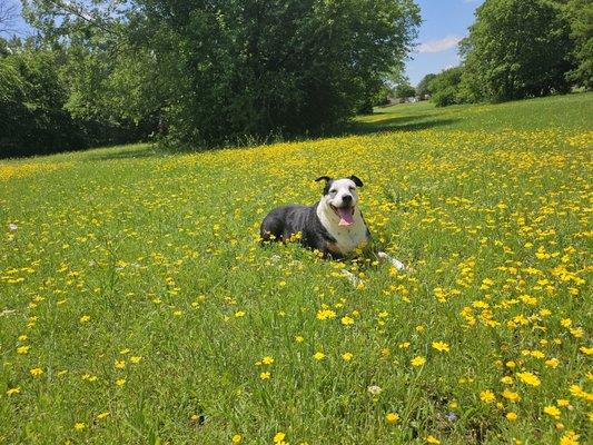 Davis Boulevard Animal Clinic