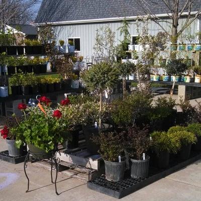 Beardslee's Tree Farm & Nursery