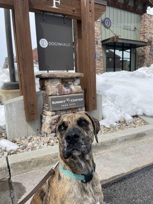 Doginhaus
