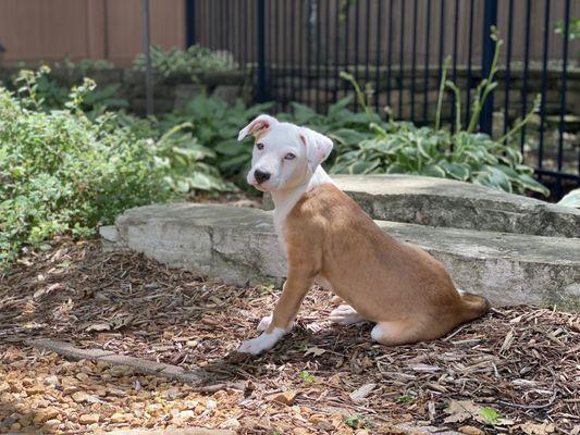 River Valley Animal Rescue