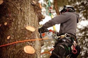 Arborcare Tree Service