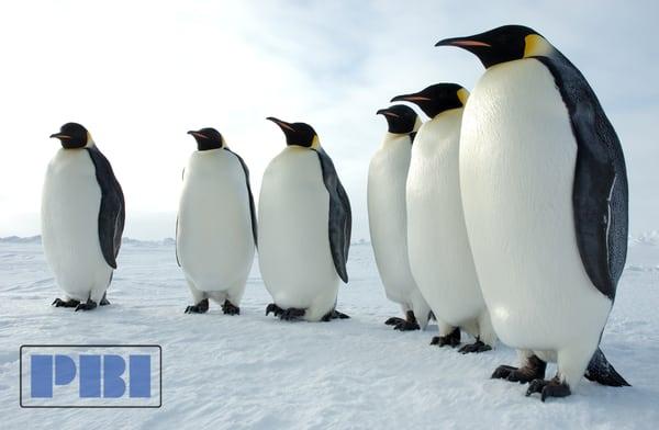 Pacific Auto Company