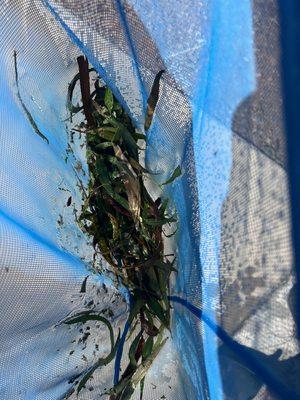 Blue Water Pool Chemical