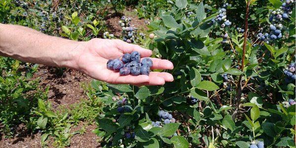Look at the size of these berries!