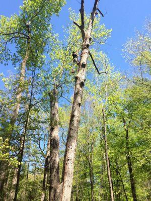 Johnson Tree Experts