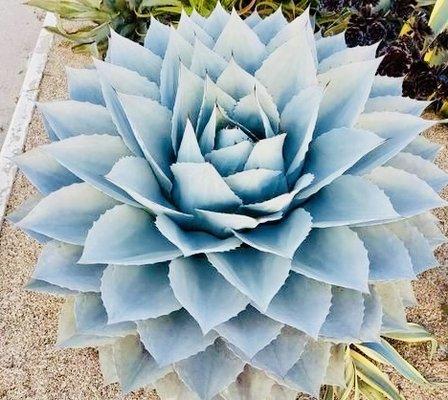 Raulitos Tropical Place