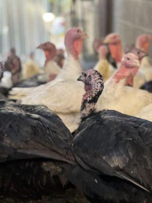 Amigos Fresh Poultry