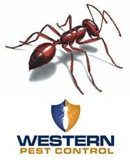 Western Pest Control