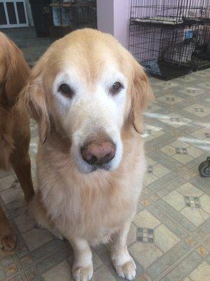 Amazing Pet Grooming