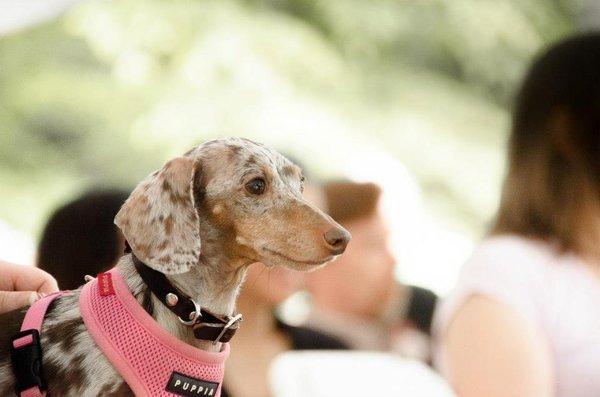 The K9 Coach Carolinas