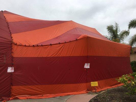 Clear Solutions Termite Control