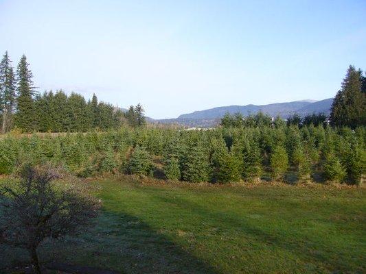 Mountain View Tree Farm