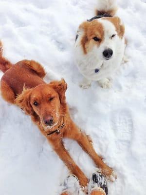 Yogi and Ruby enjoying the park.