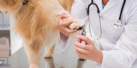 Wachal Pet Health Center