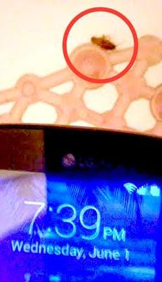 cockroach in bathroom