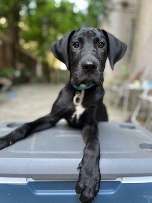 Harmony Puppy