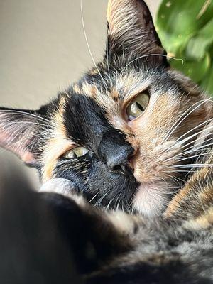 Chabot Veterinary Clinic