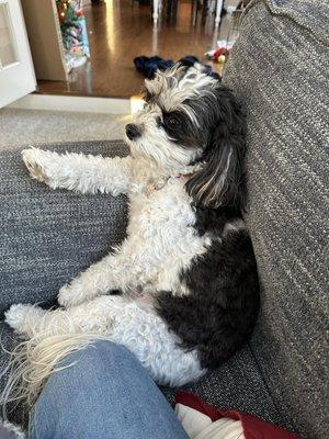 Katlyn’s Housekeeping And Dog Sitting Services