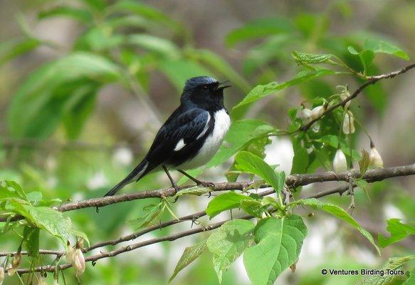 Ventures Birding Tours