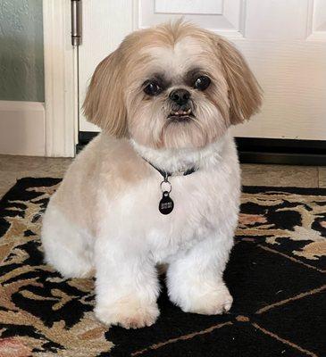 Treats Natural Pet Marketplace