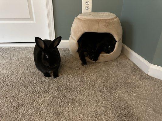 Shubub and his kitty friend Ezmeray